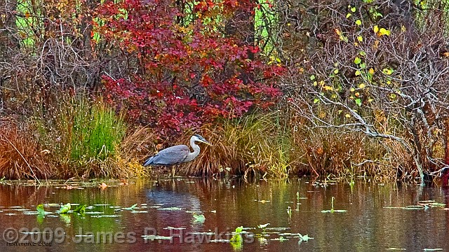 slides/Blu Heron_103009_WIDE.jpg Birds Hawkins Jim Hawkins Blue Heron at Turkey Swamp Park, Freehold, NJ, October 30, 2009